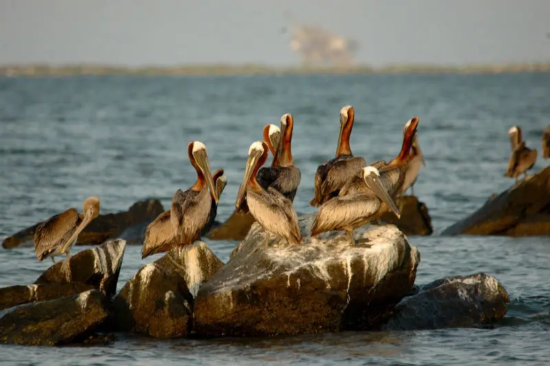 Brown Pelican-9680