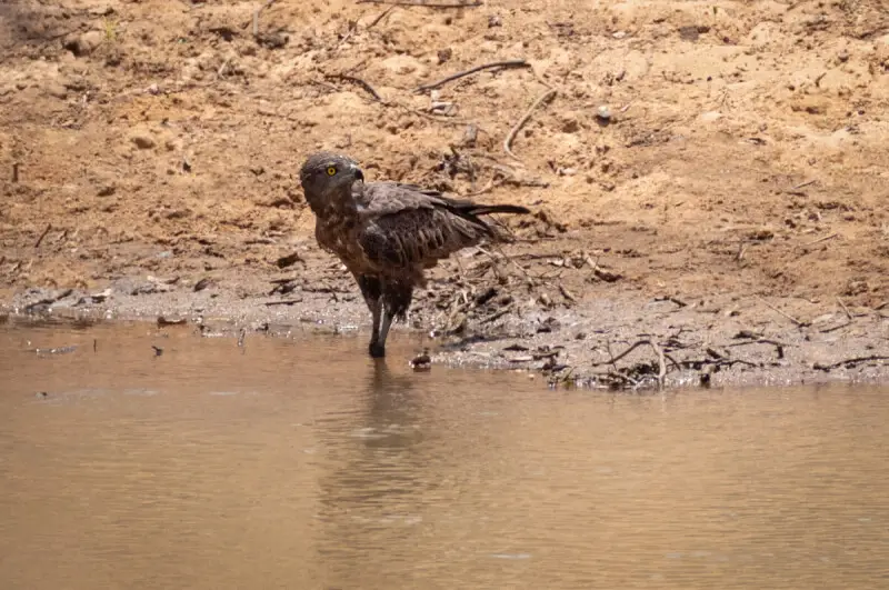 A Brown Snake Eagle Circaetus cinereus cools off in a stream in Yankari Games Reserve, Bauchi state, Nigeria
