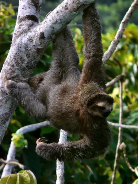 Brown-Throated Three-toed Sloth