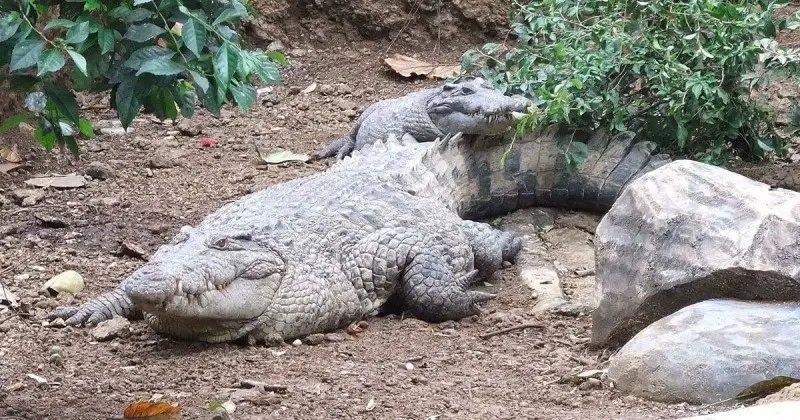 New Guinea Crocodile photo