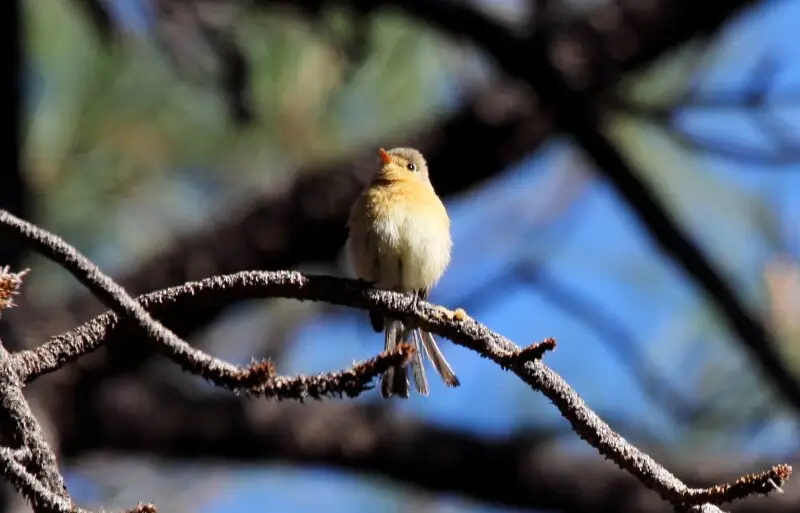 Buff-breasted Flycatcher (Empidonax fulvifrons)
