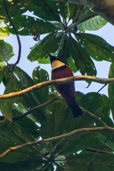 A Buff-throated Sunbird (Chalcomitra adelberti, formerly: Nectarinia adelberti) in the Kakum National Park (Ghana)