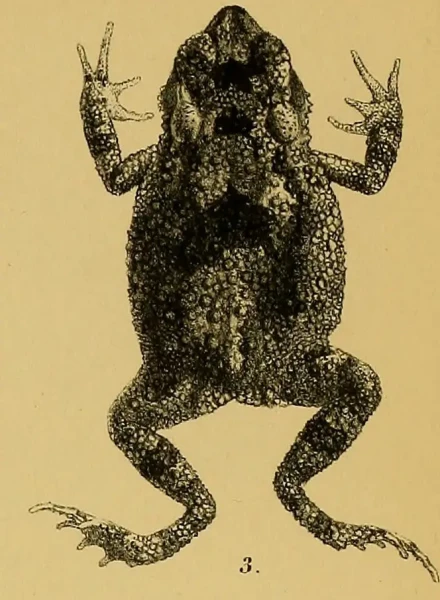 Ingerophrynus macrotis