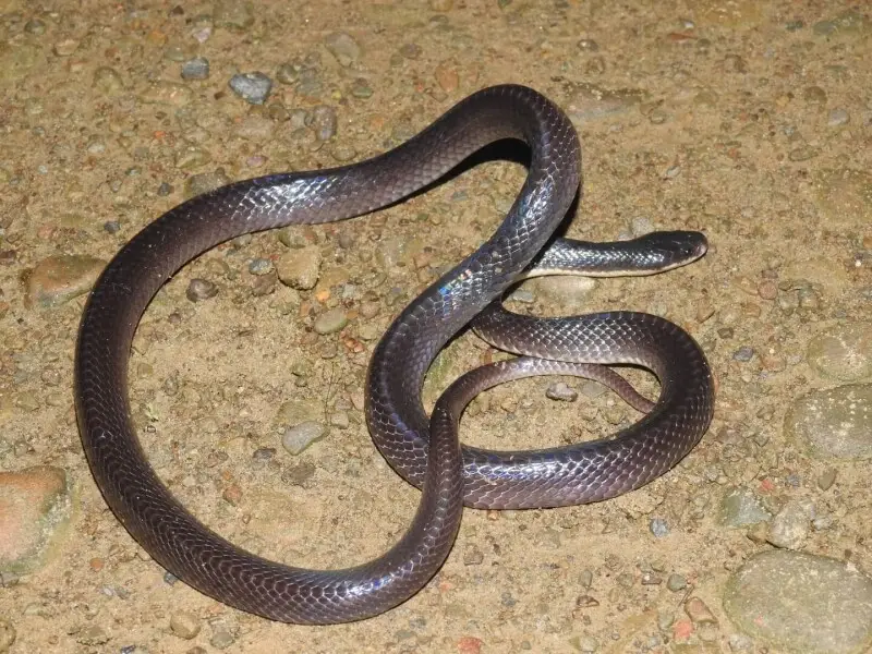 Greater Black Krait - Facts, Diet, Habitat & Pictures On Animalia.bio