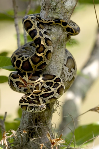 Florida Burmese Python