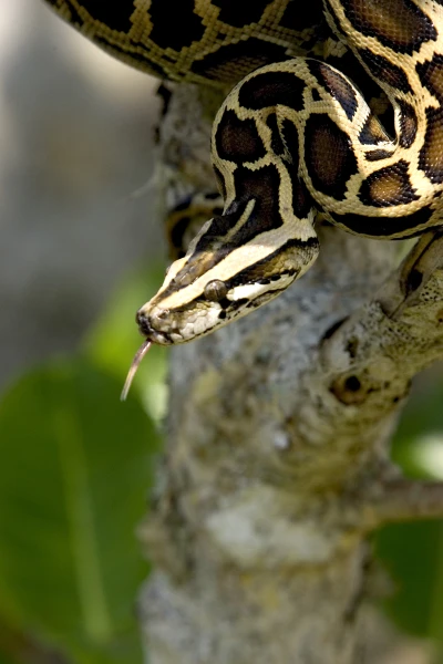 Florida Burmese Python