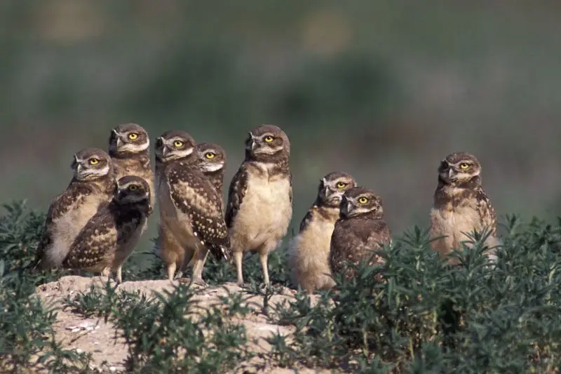 Кроличий сыч птица. Сова породы неясыть. Семья сов. Совята кроличий сыч. Сова кроличий сыч.
