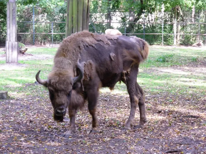 Wisent (European bison)