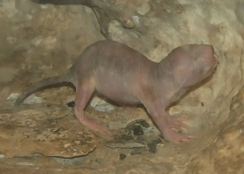 Naked Mole-Rat photo