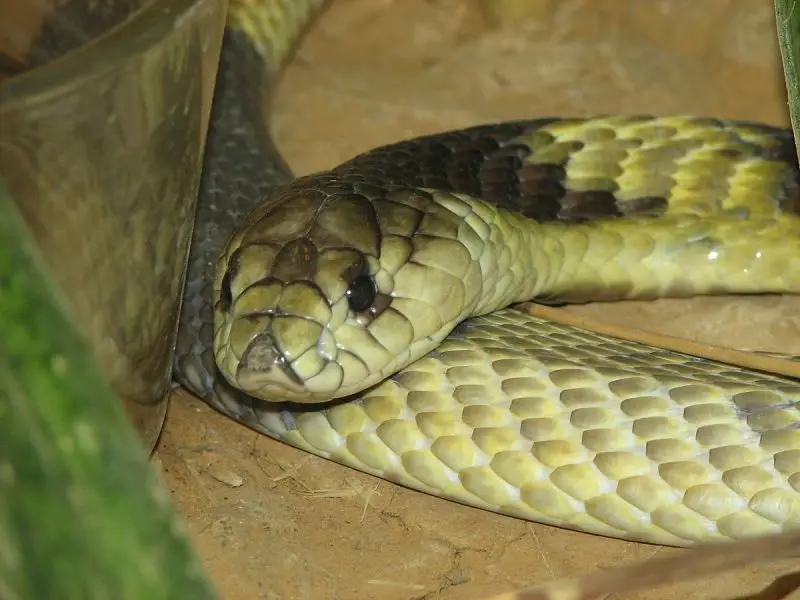 Egyptian Cobra photo