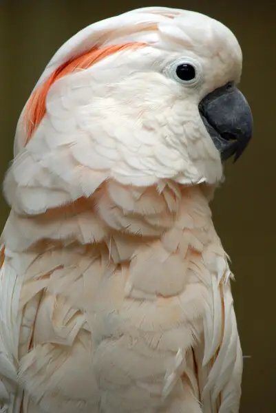 A Salmon-crested Cockatoo (also known as Moluccan Cockatoo) at Kuala Lumpur Bird Park, Malaysia.