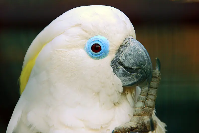 Blue-eyed Cockatoo at Walsrode Bird Park, Germany.