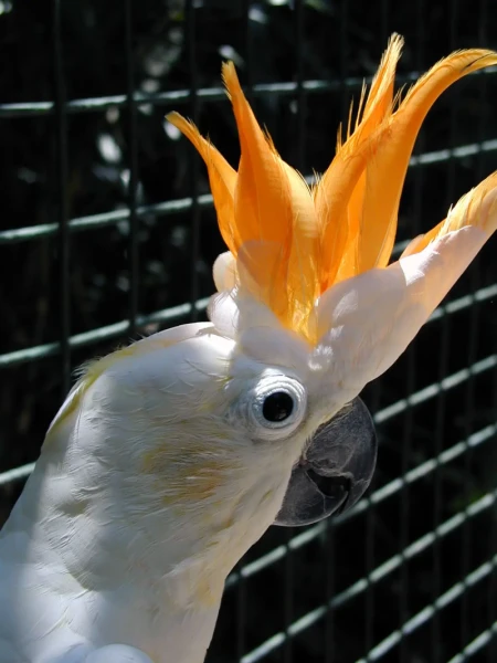 Citron-crested cockatoo