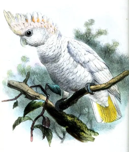 "Cacatua goffini" = Cacatua ducorpsii (not C. goffiniana; see Roselaar &amp; Michels 2004)
