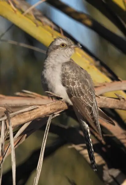 Pallid Cuckoo (Cacomantis pallidus), Northern Territory, Australia