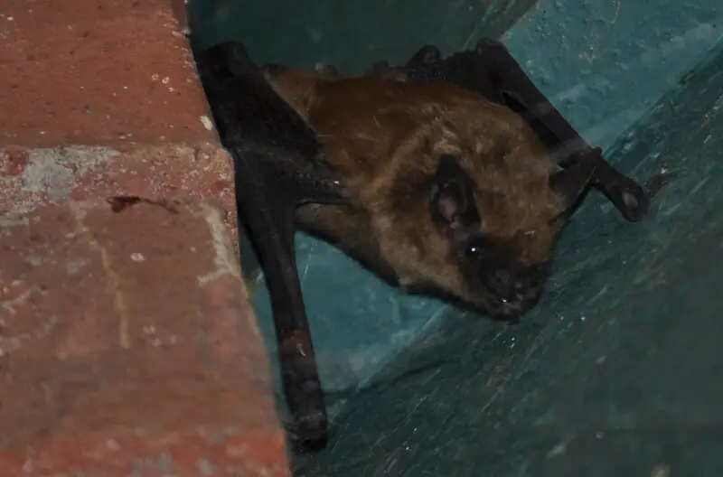 A California Myotis (Myotis californicus). This one found a hole under the roof of my house. Hopefully it will make a new home there, but it could just be staying overnight.