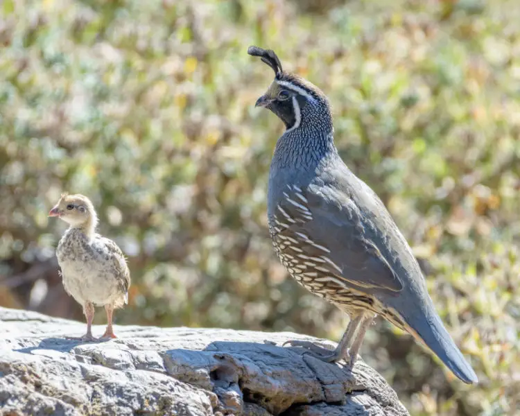California Quail (m) with chick