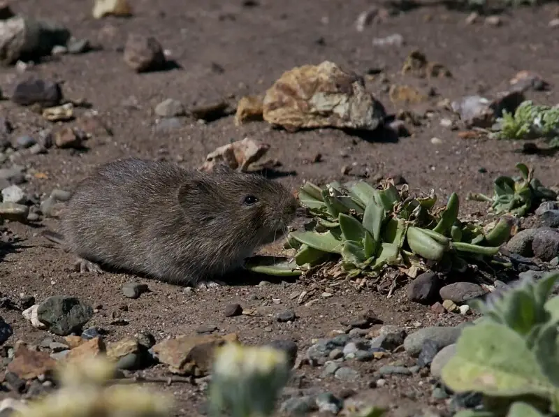 California vole Facts, Diet, Habitat & Pictures on Animalia.bio