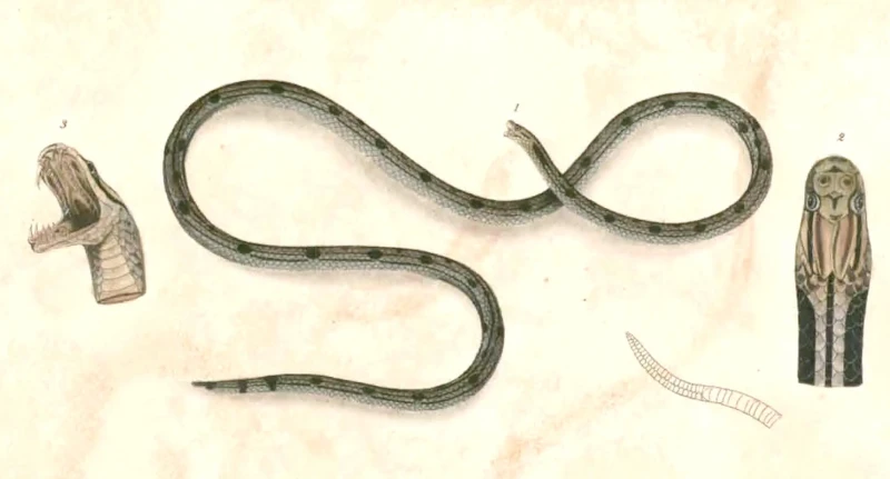 Calliophis gracilis факти, дієта, ареал і фотографії на Animalia.bio