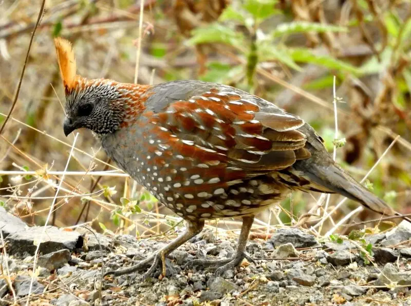 Elegant Quail (Callipepla douglasii)