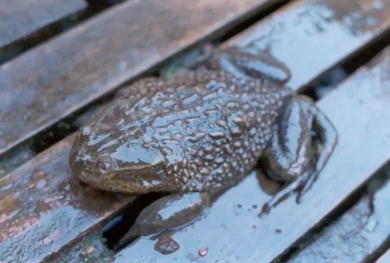 Calyptocephalella
