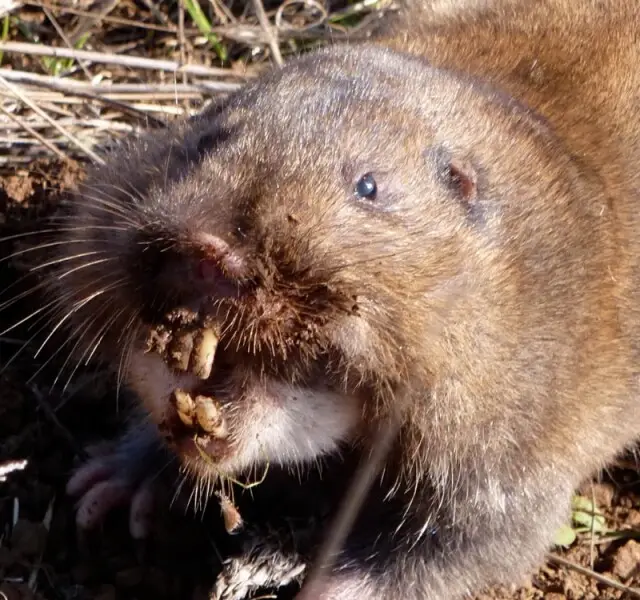 Photograph taken on habitat restoration site where the gophers were being trapped out of concern that they were destroying sensitive vegetation.  Due to the trap being too small, the animals nose was caught for an indeterminate amount of time.  Camas pock