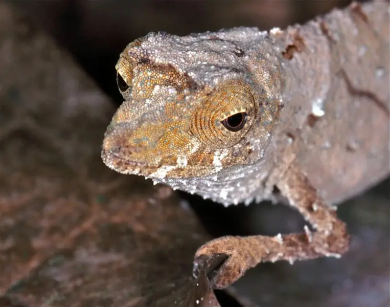 Spectral pygmy chameleon - Facts, Diet, Habitat & Pictures on Animalia.bio