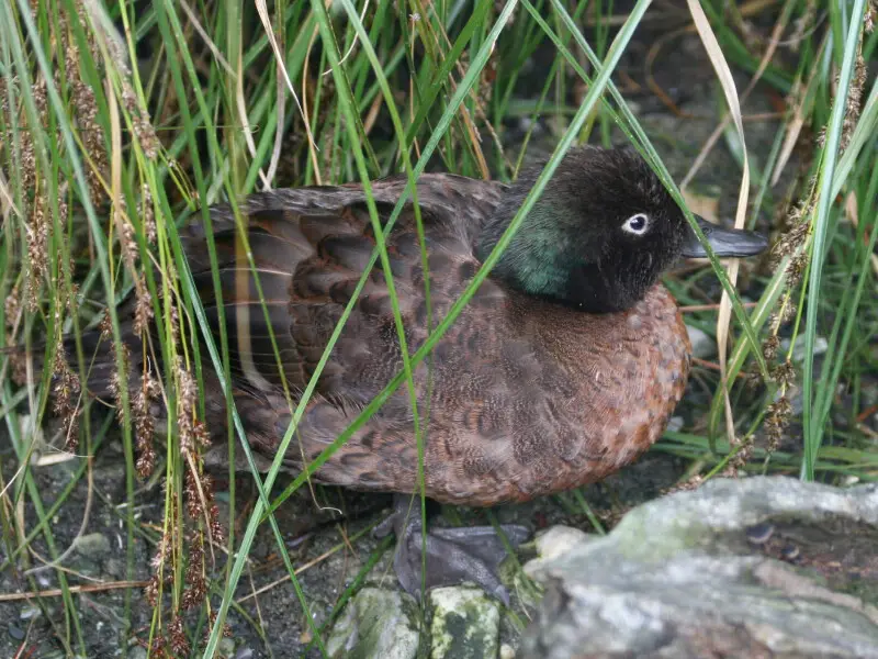 Campbell teal - Facts, Diet, Habitat & Pictures on Animalia.bio