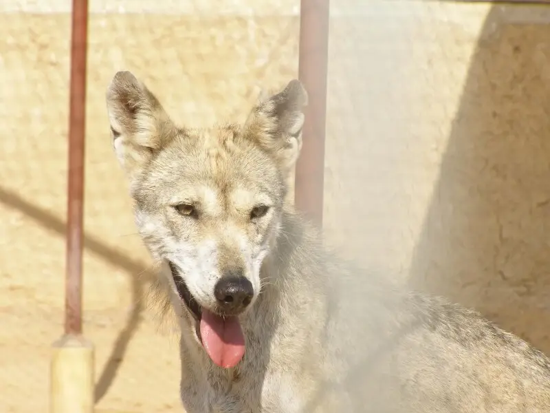 Head of Arabic Grey Wolf (Canis lupus arabs) female, Front