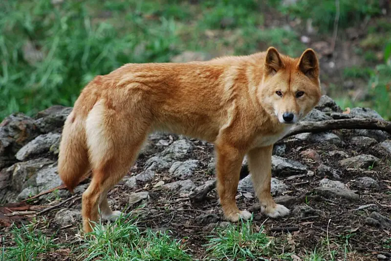Dingo (Canis lupus dingo) at Cleland wildlife park, South Australia