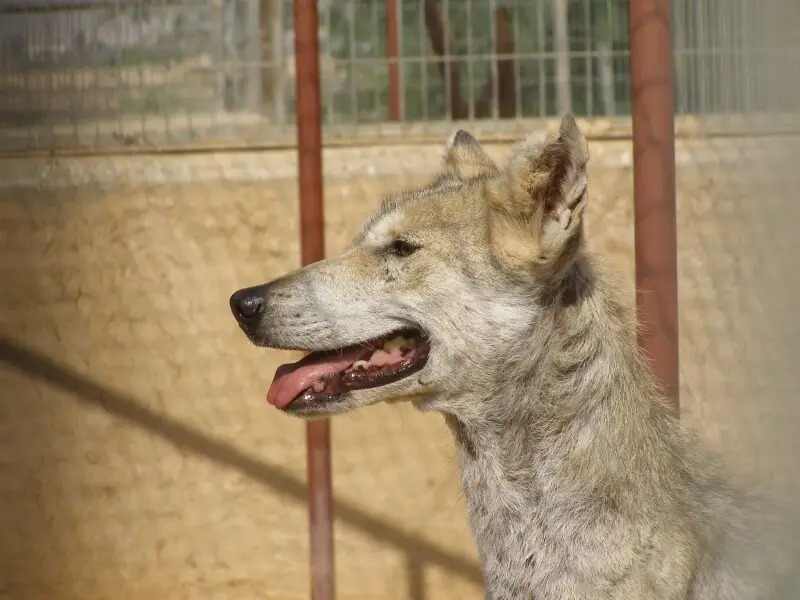 Head of Arabic Grey Wolf (Canis lupus arabs) female, Profile