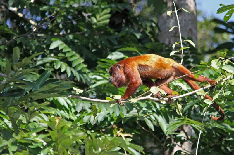 Red Howler Monkey - Facts, Diet, Habitat & Pictures on Animalia.bio
