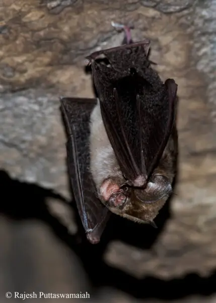 Cantor's Leaf-nosed bat (Hipposideros galeritus)