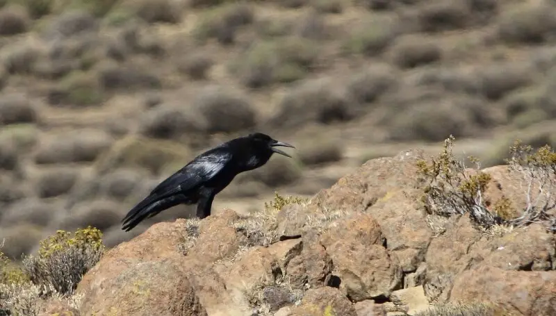 Cape crow Corvus capensis calling; near Sani Pass, Lesotho.