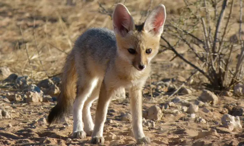 Cape Fox (Vulpes chama) pup