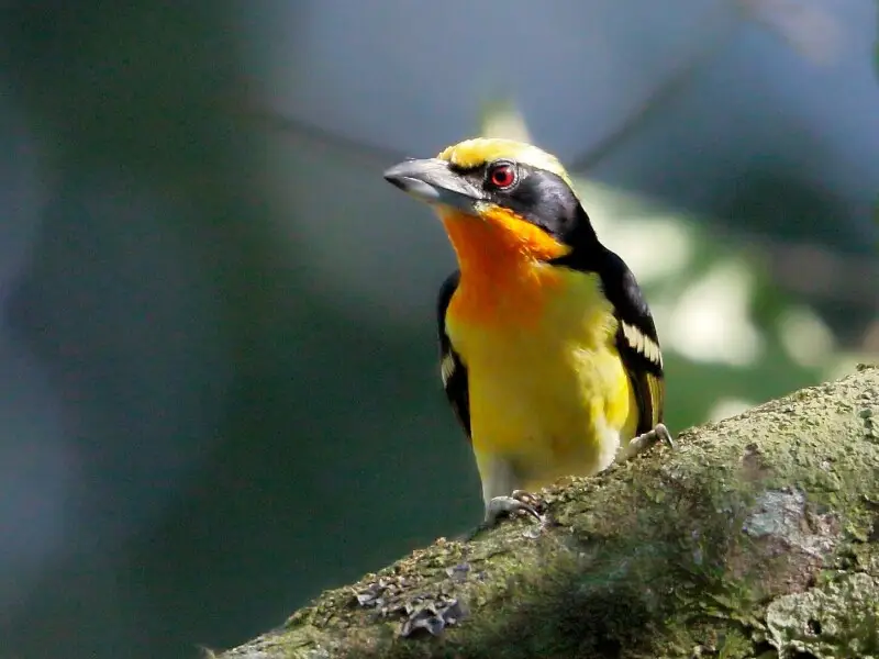 Gilded barbet (male); Rio Branco, Acre, Brazil
