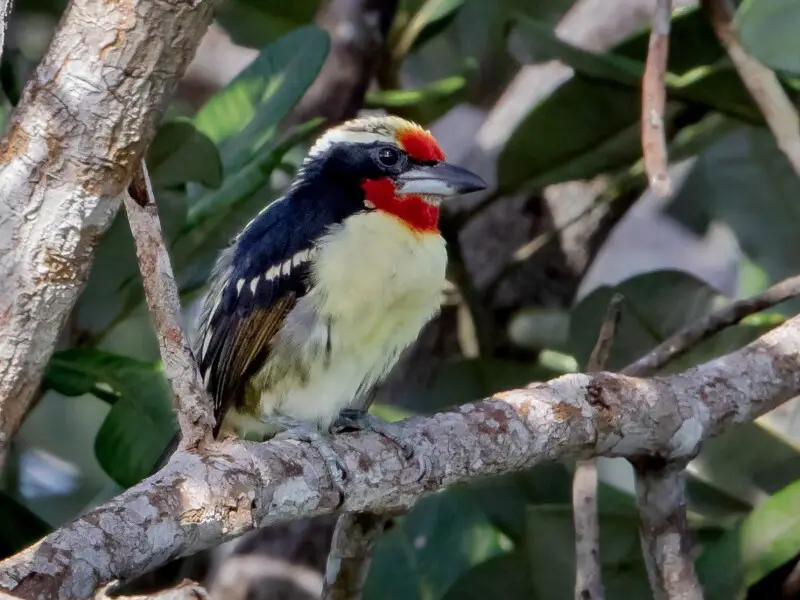 Black-spotted barbet (male); Manaus, Amazonas, Brazil