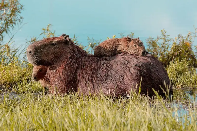 Capybara photo