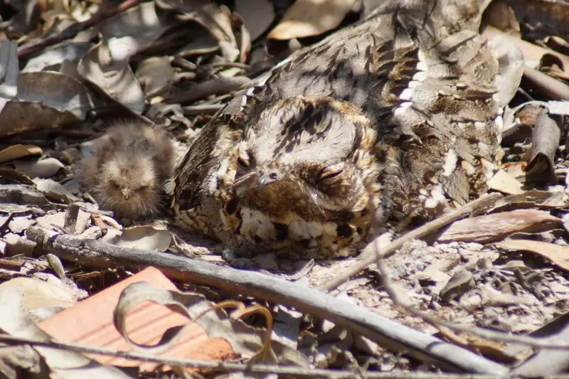 Caprimulgus ruficollis with one baby, taken in Alentejo, South Portugal