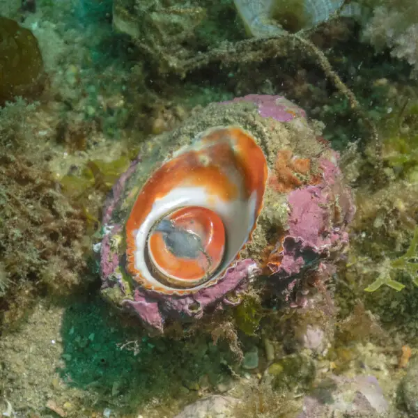 Sea snail (Bolma rugosa), Arr?bida Natural Park, Portugal