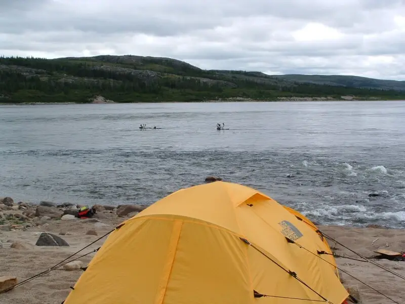 Campsite on Leaf River; caribou in the background