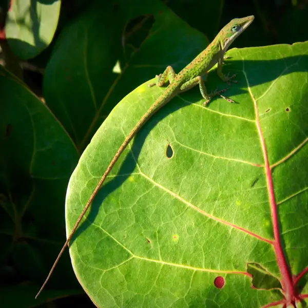 Caroline's Long Tail