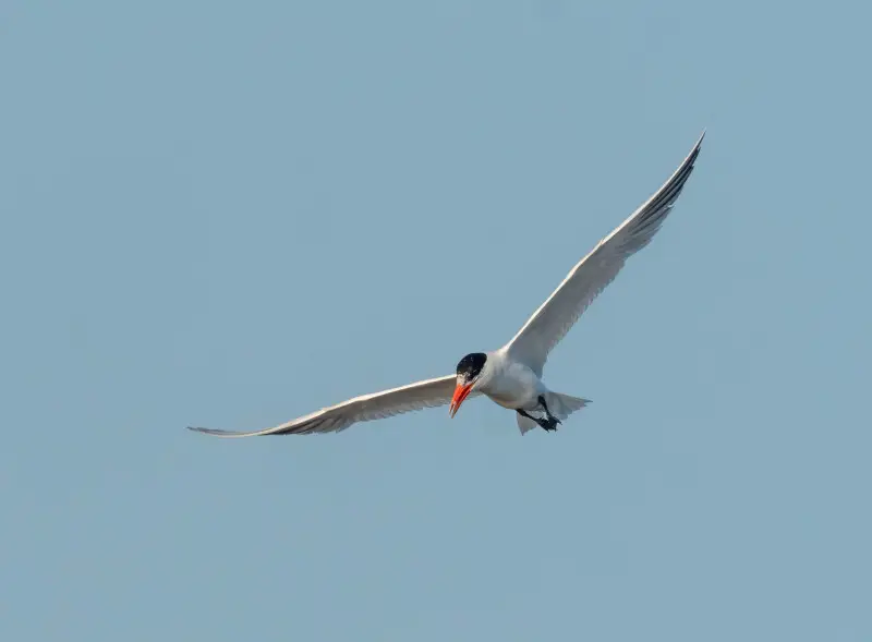 Caspian Tern - Facts, Diet, Habitat & Pictures On Animalia.bio