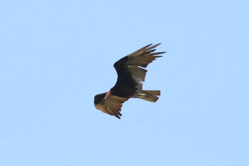 A Lesser Yellow-headed Vulture in Panama.