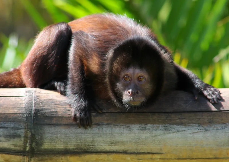 Crested capuchin