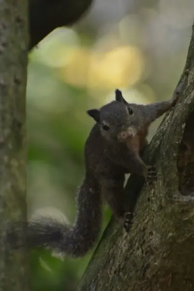 Celebes Dwarf Squirrel (Prosciurillus murinus) at Tangkoko Batuangus Nature Reserve, North Sulawesi