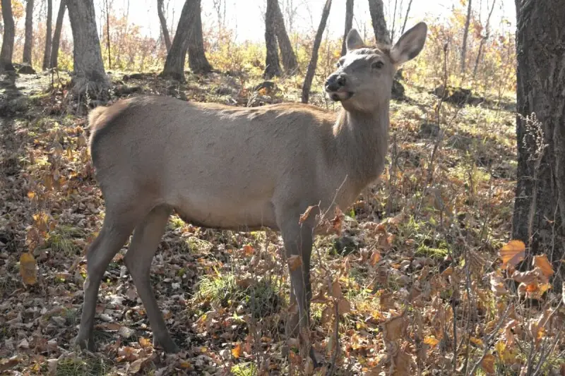 Manchurian deer in Primorsky Krai of Russia