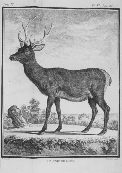 le cerf de Corse (Cervus elaphus corsicanus) - Pl.11 P.138 d?pl. Paris&#160;: Imprimerie royale.
Italiano&#58;  it:Cervus elaphus corsicanus.