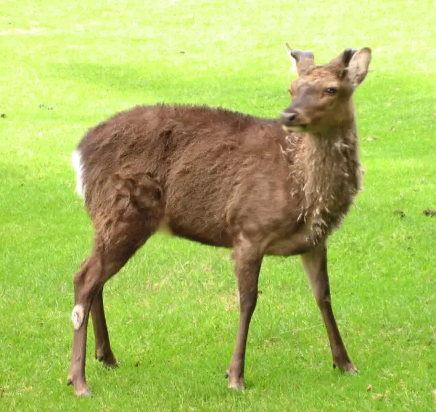 Cervus nippon taioanus in Parc de Merlet (fr:Cerf Sika)

Map: 45? 54' 26" N 6? 49' 2" E
