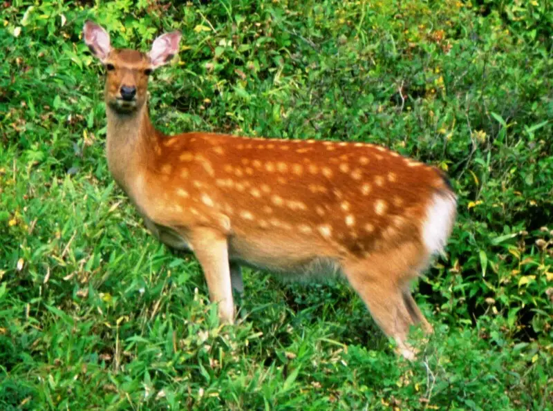 Cervus nippon yesoensis in Mount Ishikari